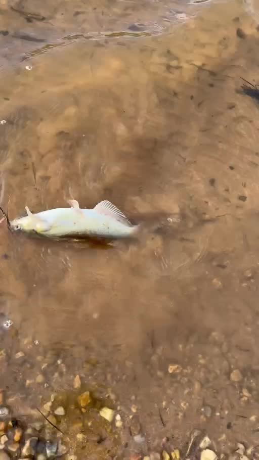 Video still of channel catfish in shallow water