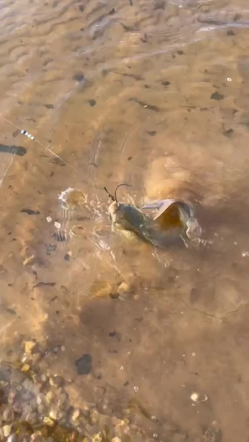 Video still of channel catfish at the shoreline
