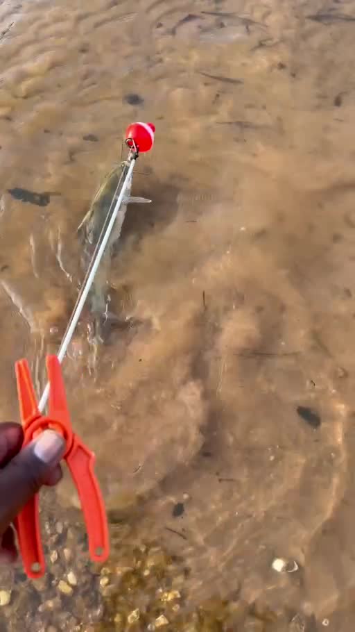 Video still of channel catfish being released