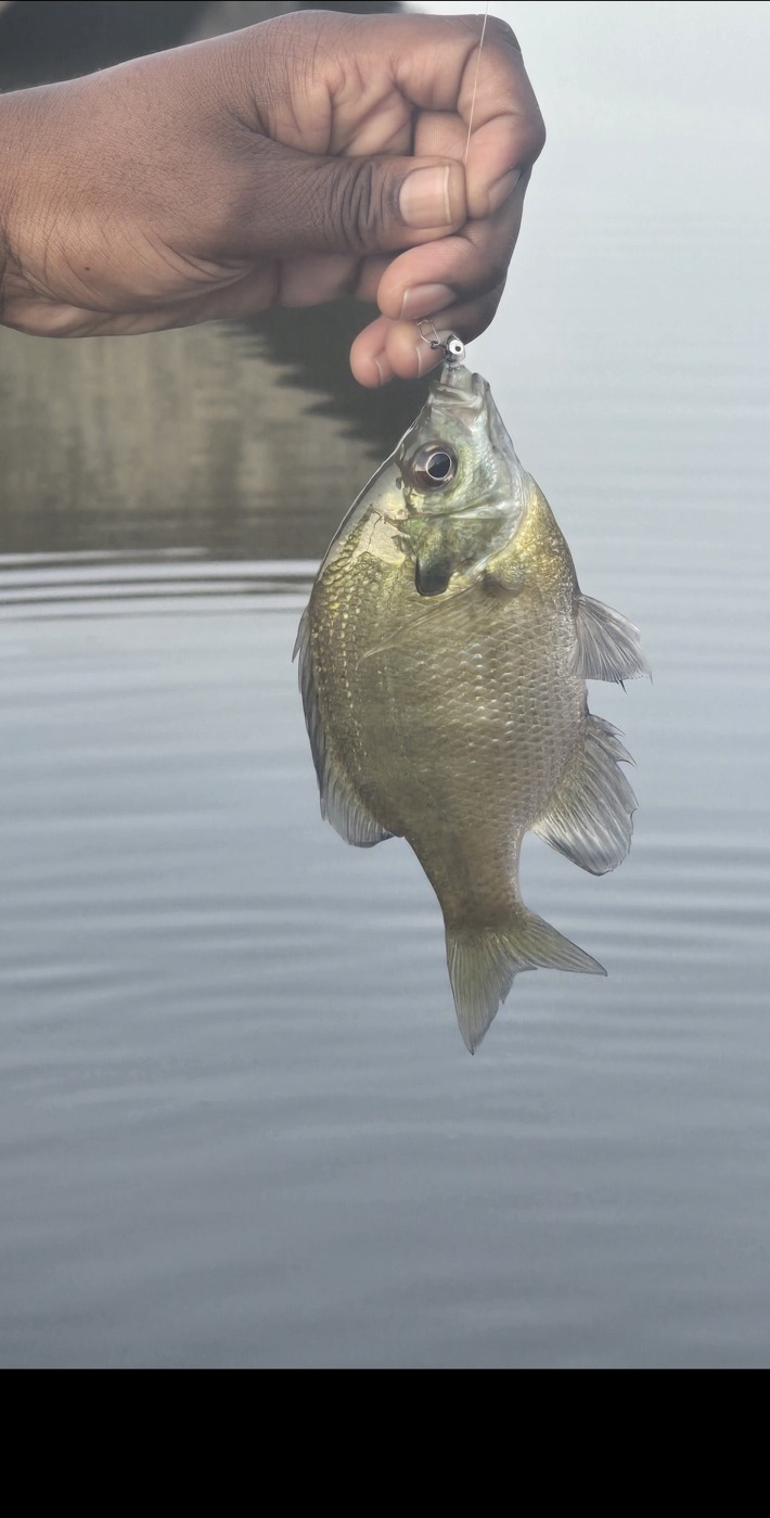 Bluegill held above calm water