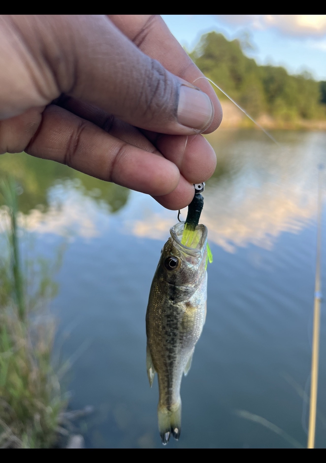 Juvenile largemouth bass caught at Morrisville