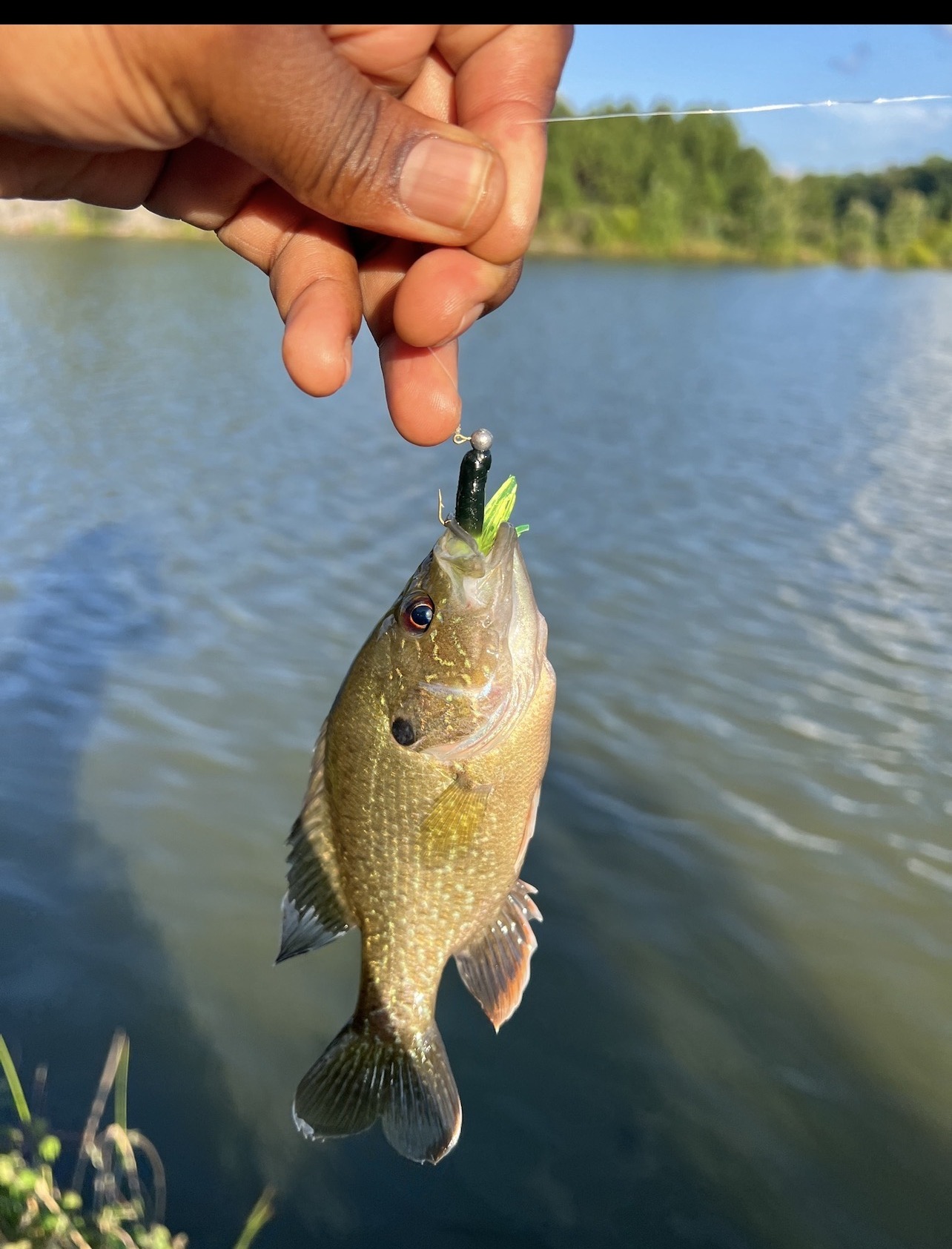 Sunfish caught at Morrisville on August 5