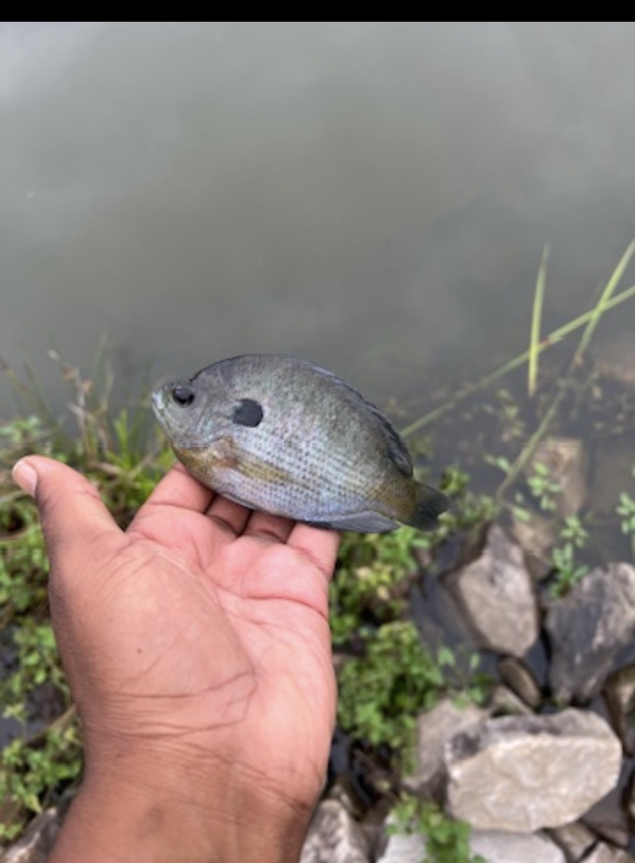 Bluegill caught at Morrisville