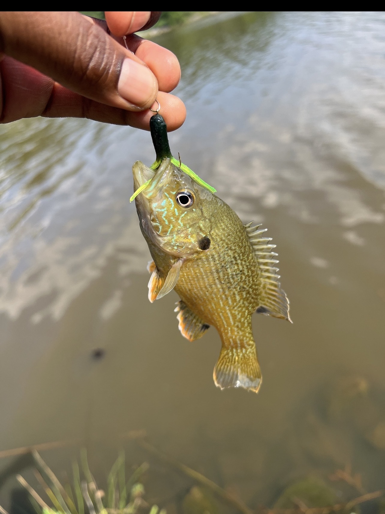Colorful sunfish from Morrisville