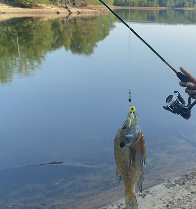 Largemouth bass photographed against a red shirt
