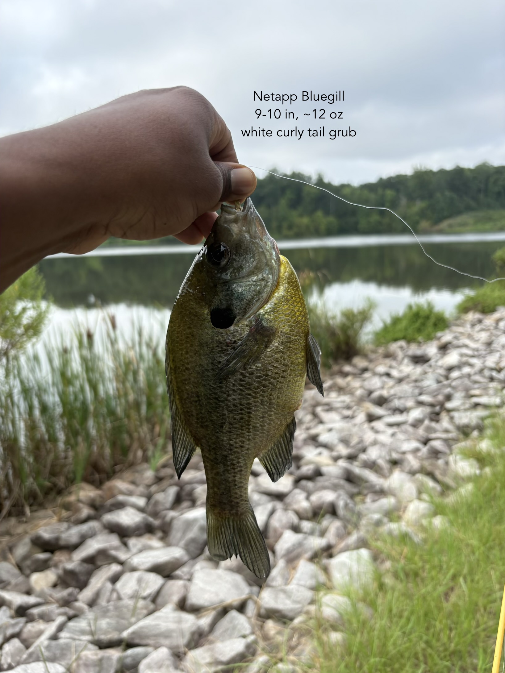 Personal-record bluegill