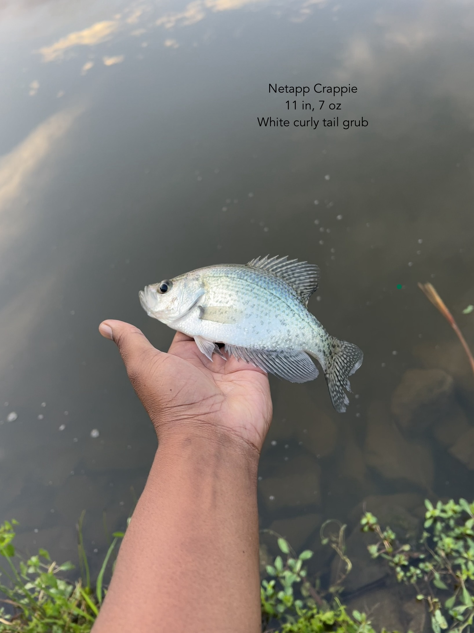 Eleven-inch NetApp crappie personal record