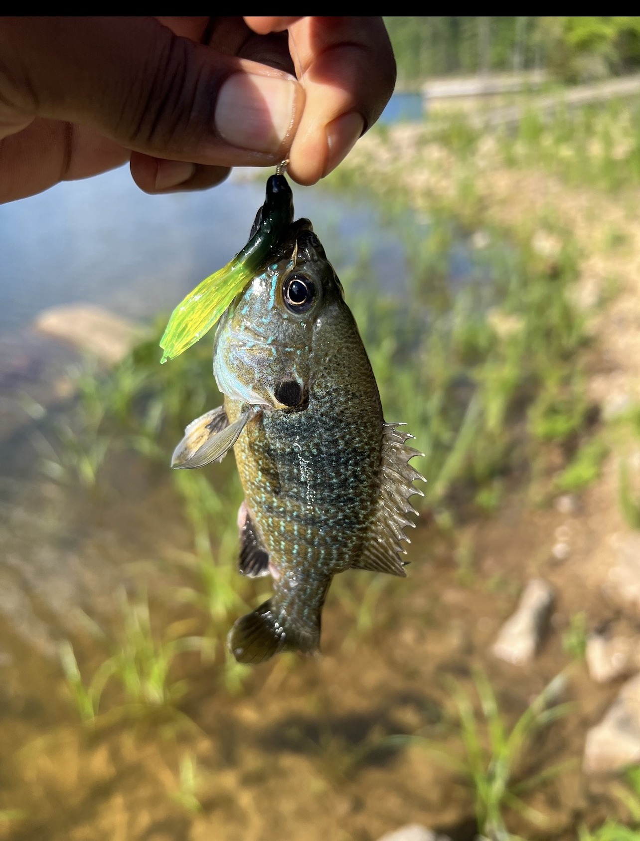 Bluegill caught at Wake Forest