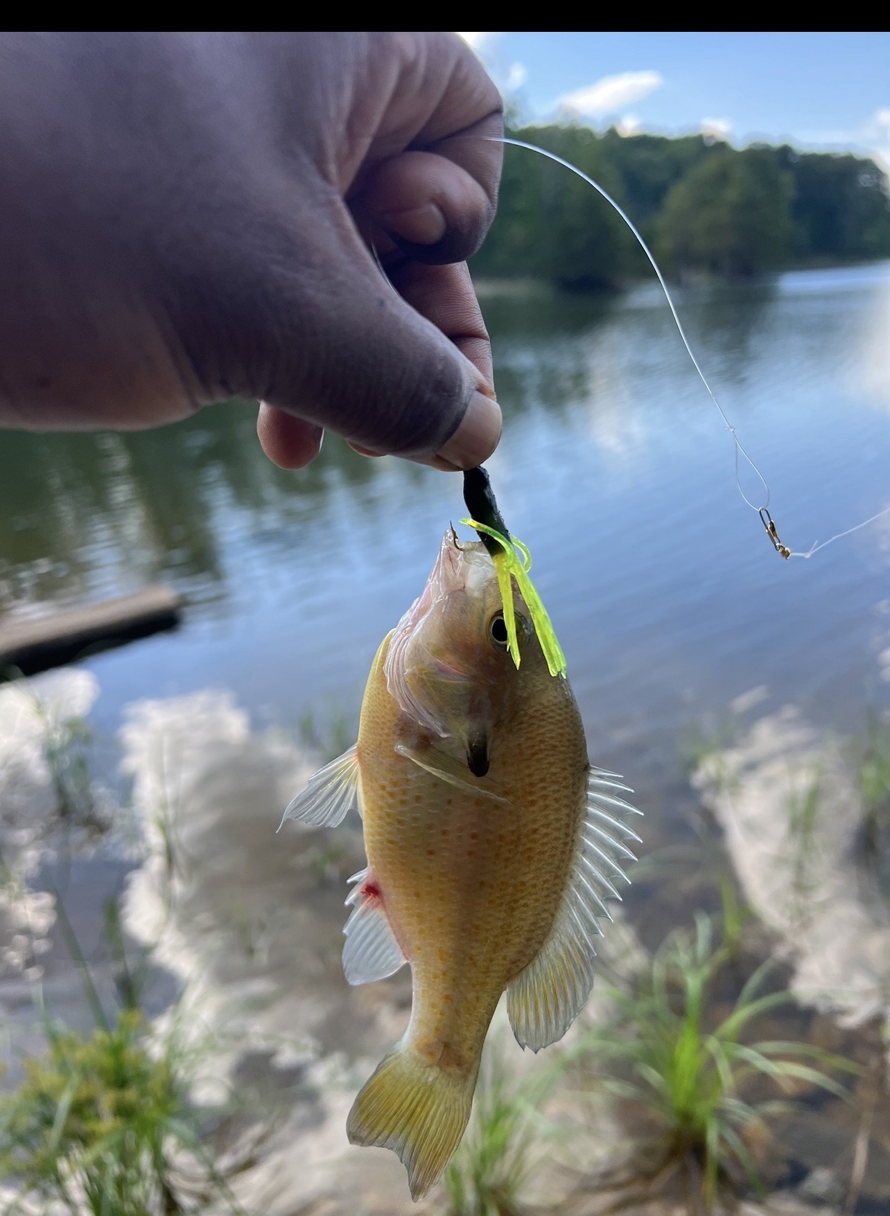 Second bluegill caught at Wake Forest